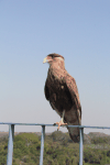 Southern Crested Caracara (Caracara plancus)