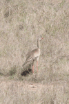 Red-legged Seriema (Cariama cristata)