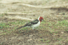 Red-cowled Cardinal (Paroaria dominicana)