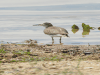 Common Sandpiper (Actitis hypoleucos)