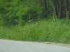 Hooded Crow (Corvus cornix)