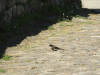 Barn Swallow (Hirundo rustica)