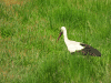 European White Stork (Ciconia ciconia ciconia)