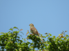 Corn Bunting (Emberiza calandra)