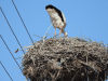 Defecating Stork