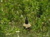 Crested Lark (Galerida cristata)