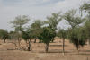 Acacia Trees