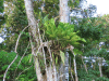 Epiphyte