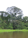 Kapok Tree (Ceiba pentandra)