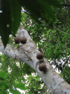 Large Tree Fruits