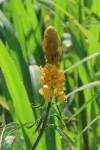 Candelabra Bush (Senna alata)