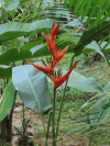 Heliconia (Heliconia sp.)