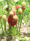 Beehive Ginger (Zingiber spectabile)