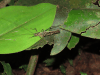 True Katydid (Pseudophyllinae gen.)