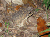 Cane Toad (Rhinella marina)