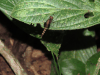 Black Pondhawk (Erythemis attala)