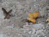 Many-banded Daggerwing (Marpesia chiron)