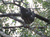 Brown-throated Three-toed Sloth (Bradypus variegatus)