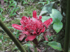 Torch Ginger (Etlingera elatior)