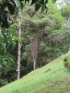 Tree Fern (Cyathea sp.)