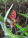 Heliconia (Heliconia sp.)