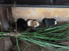 Guinea Pig (Cavia porcellus)