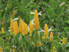 Pachystachys lutea