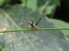 Cone-head Katydid (Conocephalinae gen.)