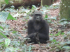 Western Lowland Gorilla (Gorilla gorilla gorilla)