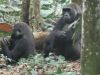 Western Lowland Gorilla (Gorilla gorilla gorilla)