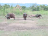 African Forest Buffalo (Syncerus caffer nanus)