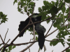 Great-tailed Grackle (Quiscalus mexicanus)