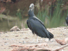 Black Vulture (Coragyps atratus)