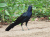 Birds in Costa Rica