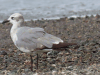 Laughing Gull (Leucophaeus atricilla)