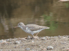 Spotted Sandpiper (Actitis macularius)