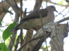 White-tipped Dove (Leptotila verreauxi)