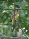 Black-throated Trogon (Trogon rufus)