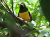 Black-throated Trogon (Trogon rufus)