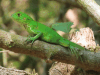 Green Iguana (Iguana iguana)