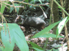 Collared Peccary (Dicotyles tajacu)