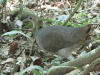 Great Tinamou (Tinamus major)