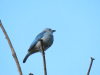 Blue-gray Tanager (Thraupis episcopus)