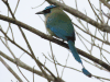 Lesson's Motmot (Momotus lessonii)