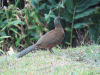 Grey-headed Chachalaca (Ortalis cinereiceps)