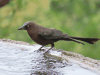 Great-tailed Grackle (Quiscalus mexicanus)