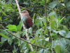 Squirrel Cuckoo (Piaya cayana)