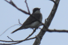 Eastern Kingbird (Tyrannus tyrannus)