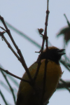 Yellow-crowned Euphonia (Euphonia luteicapilla)