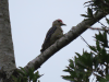 Hoffmann's Woodpecker (Melanerpes hoffmannii)